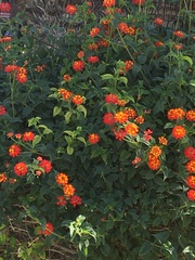 Lantana