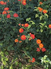 Lantana