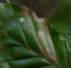 Stigmella hemargyrella