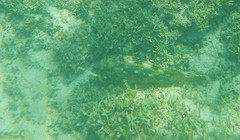 Epinephelus labriformis