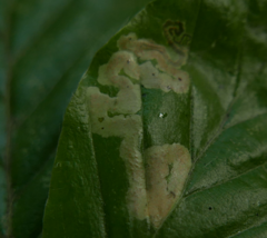 Stigmella hemargyrella