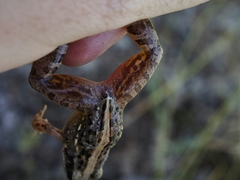 Ptychadena mossambica