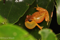 Raorchestes luteolus