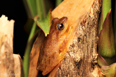 Raorchestes luteolus
