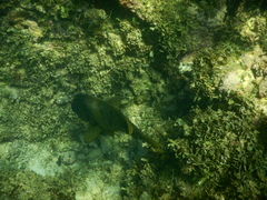 Microspathodon bairdii