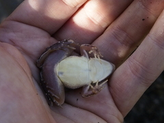 Ptychadena mossambica