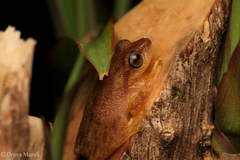 Raorchestes luteolus