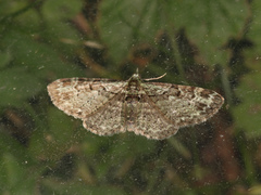 Pasiphila rectangulata
