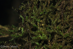 Raorchestes luteolus