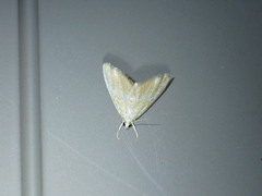 Glaphyria glaphyralis