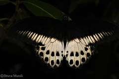 Papilio polymnestor