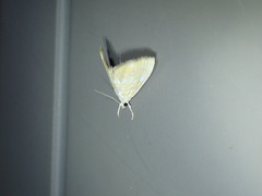 Glaphyria glaphyralis