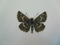Muschampia proteides