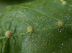 Eriophyes exilis