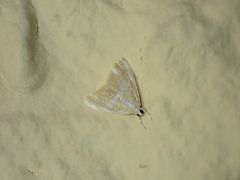 Glaphyria glaphyralis