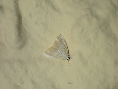 Glaphyria glaphyralis