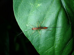 Dolichomitus irritator