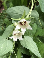 Codonopsis javanica japonica