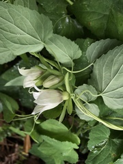 Codonopsis javanica japonica