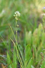 Toxicoscordion venenosum venenosum