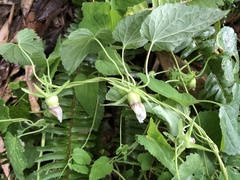 Codonopsis javanica japonica