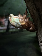 Graptopsaltria nigrofuscata