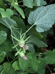 Codonopsis javanica japonica