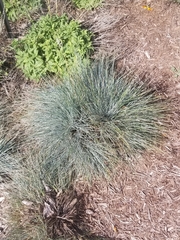 Festuca glauca