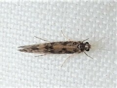 Agraylea multipunctata