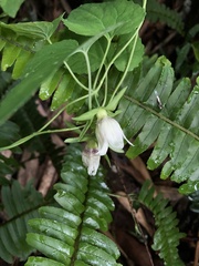 Codonopsis javanica japonica