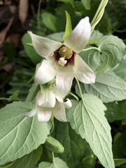 Codonopsis javanica japonica