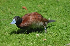 Lake Duck photo 4