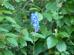 Delphinium cultorum