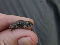 Sclerophrys pusilla