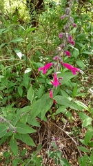 Salvia curviflora