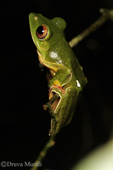 Rhacophorus malabaricus