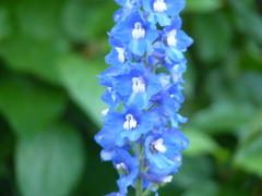 Delphinium cultorum