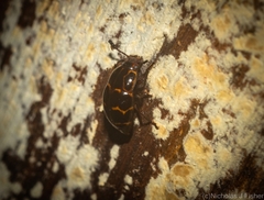 Episcaphula tamburinea