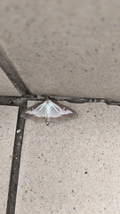 Cydalima perspectalis