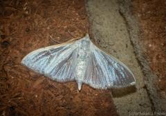 Palpita margaritacea