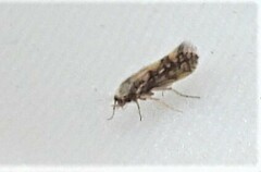 Agraylea multipunctata