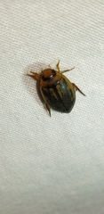 Coptotomus