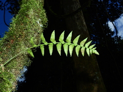 Asplenium salicifolium
