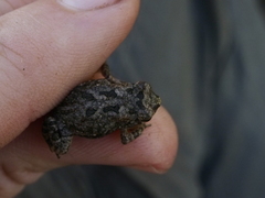 Sclerophrys pusilla