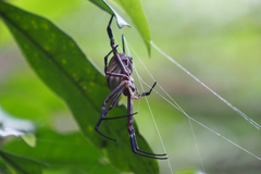 Argiope ocula