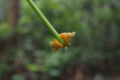 Podontia lutea