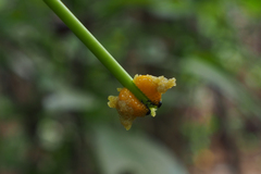 Podontia lutea