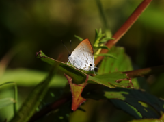 Sinthusa privata