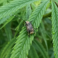 Phloeobius