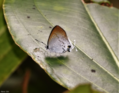 Sinthusa privata